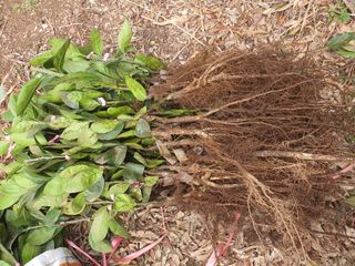 하나라도 소중하게님의 귤 · 영농일지 작성글 사진