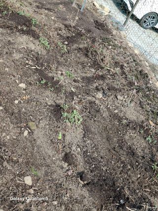 이세순님의 기타작물 · 영농일지 작성글 사진