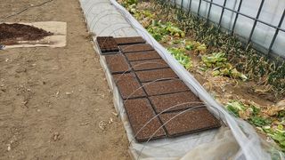 김남근님의 옥수수 · 영농일지 작성글 사진