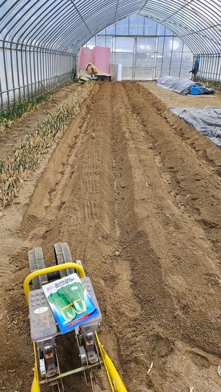 김남근님의 옥수수 · 영농일지 작성글 사진