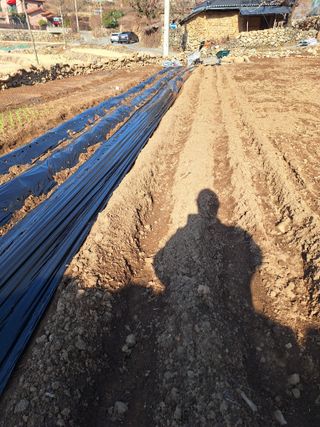 한정술님의 감자 · 영농일지 작성글 사진