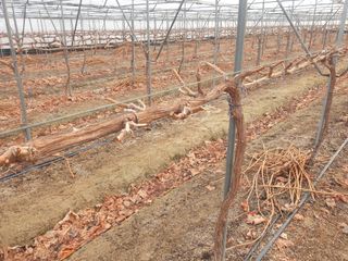 잘살아보세님의 기타작물 · 영농일지 작성글 사진