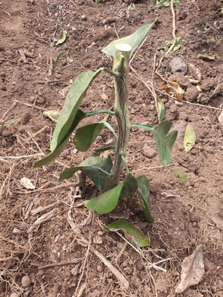 하나라도 소중하게님의 귤 · 영농일지 작성글 사진