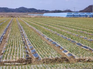 박종권님의 마늘 · 영농일지 작성글 사진