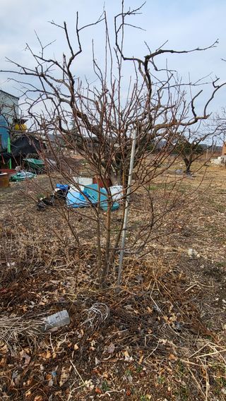 괴동조합장님의 기타작물 · 영농일지 작성글 사진