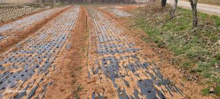 김동제님의 양파 · 영농일지 작성글 사진