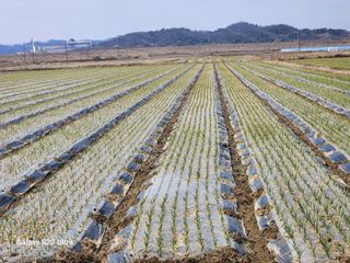 박종권님의 마늘 · 영농일지 작성글 사진