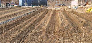 김원기님의 감자 · 영농일지 작성글 사진