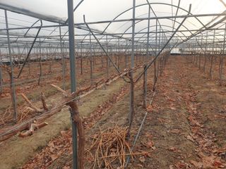 잘살아보세님의 기타작물 · 영농일지 작성글 사진