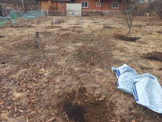 손 무현님의 두릅 · 영농일지 작성글 사진