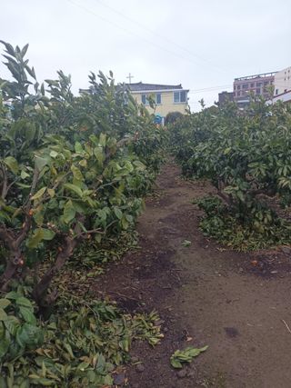 이영학 님의 귤 · 영농일지 작성글 사진