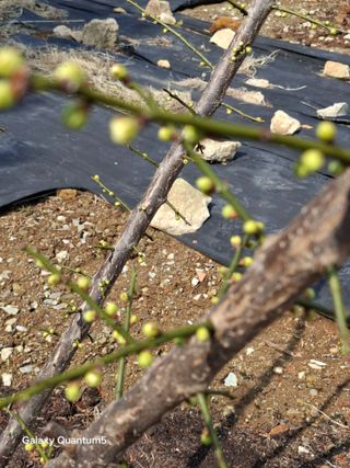 이세순님의 기타작물 · 영농일지 작성글 사진