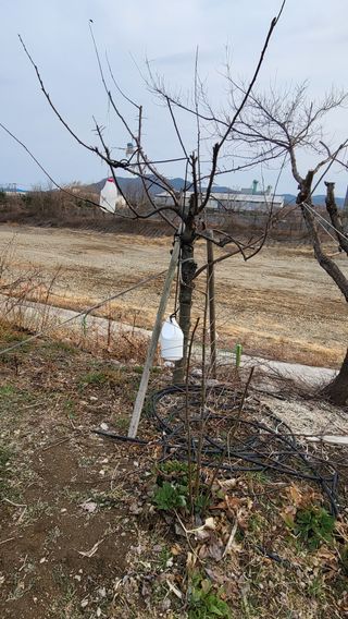 괴동조합장님의 기타작물 · 영농일지 작성글 사진