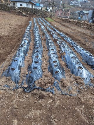 한정술님의 감자 · 영농일지 작성글 사진