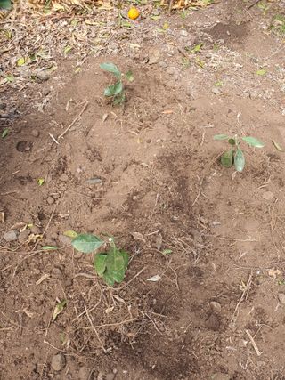 하나라도 소중하게님의 귤 · 영농일지 작성글 사진