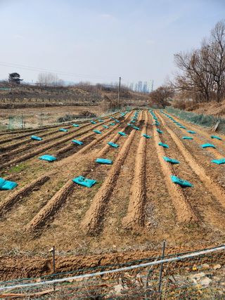 김연숙님의 참깨 · 영농일지 작성글 사진