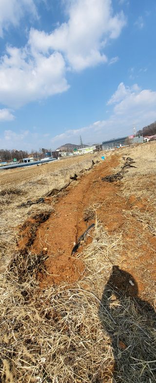 장경화님의 감자 · 영농일지 작성글 사진