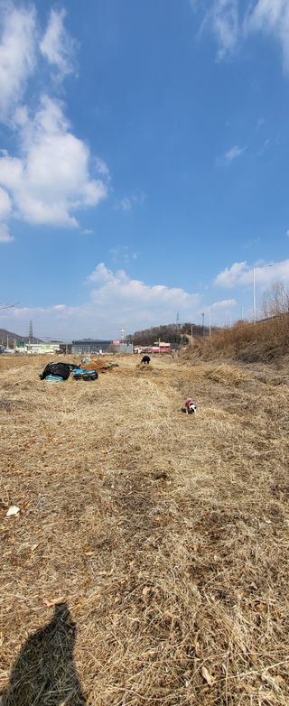 장경화님의 감자 · 영농일지 작성글 사진