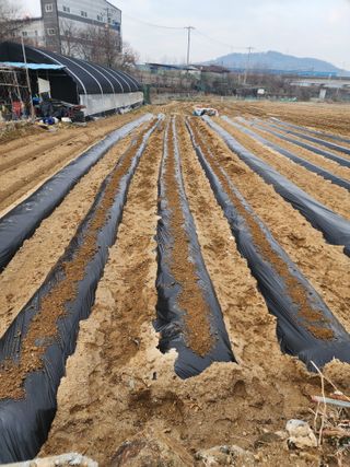  청계유정란 박진균님의 감자 · 영농일지 작성글 사진