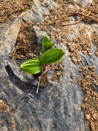 정민지호맘님의 기타작물 · 영농일지 작성글 사진