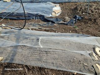 이세순님의 기타작물 · 영농일지 작성글 사진