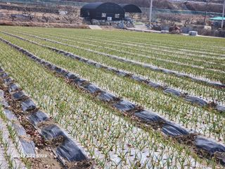 박종권님의 마늘 · 영농일지 작성글 사진