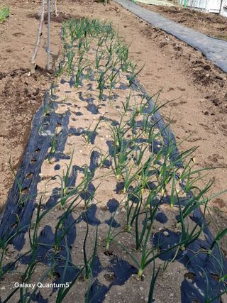 이세순님의 기타작물 · 영농일지 작성글 사진