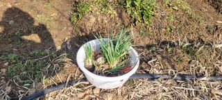 김정은님의 기타작물 · 영농일지 작성글 사진