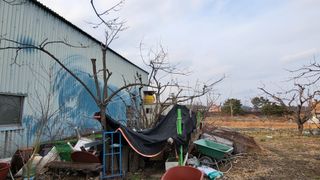 괴동조합장님의 기타작물 · 영농일지 작성글 사진