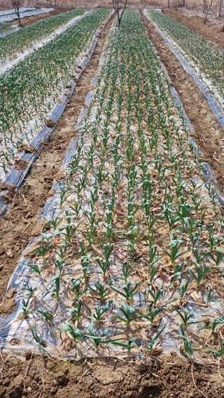 들깨7908님의 기타작물 · 영농일지 작성글 사진