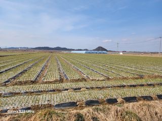 박종권님의 마늘 · 영농일지 작성글 사진