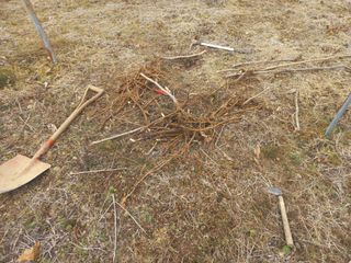 손 무현님의 두릅 · 영농일지 작성글 사진