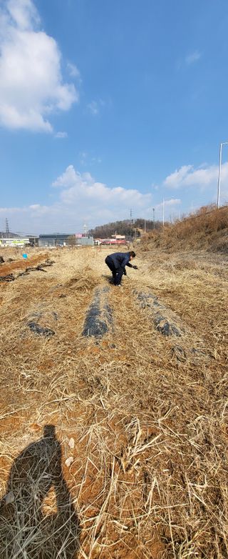 장경화님의 감자 · 영농일지 작성글 사진