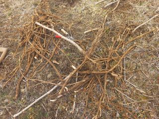 손 무현님의 두릅 · 영농일지 작성글 사진