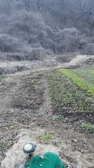 홍광희님의 기타작물 · 영농일지 작성글 사진