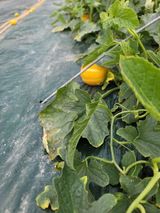 팜모닝 기타작물·영농일지 게시글 이미지