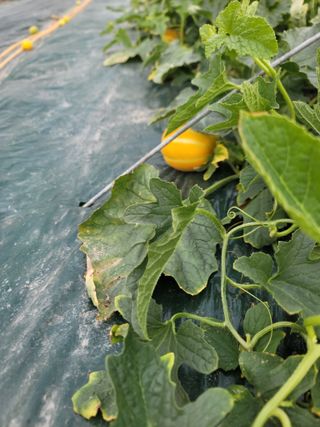 참외두부님의 기타작물 · 영농일지 작성글 사진