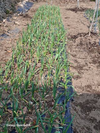 이세순님의 기타작물 · 영농일지 작성글 사진