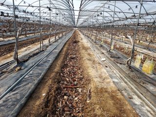 태일농산이정수님의 기타작물 · 영농일지 작성글 사진