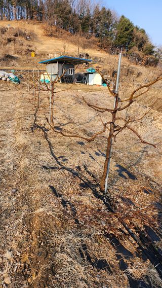 남상호 님의 기타작물 · 영농일지 작성글 사진