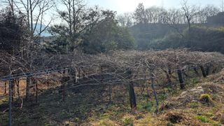 태능김동수님의 기타작물 · 영농일지 작성글 사진