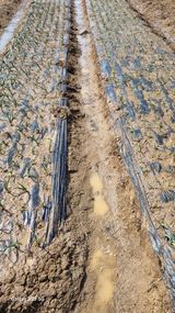 팜모닝 기타작물·영농일지 게시글 이미지