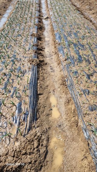 이근재님의 기타작물 · 영농일지 작성글 사진