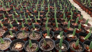 원스피릿팜님의 기타작물 · 영농일지 작성글 사진