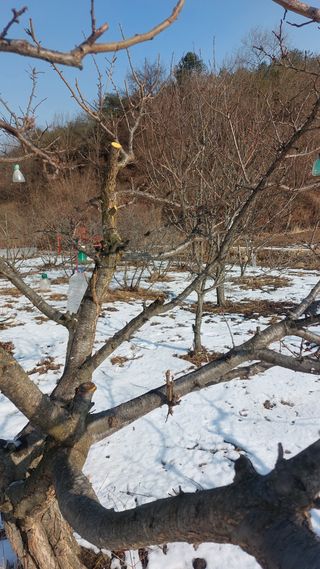 Blackbear님의 기타작물 · 영농일지 작성글 사진