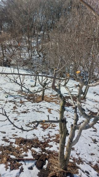 Blackbear님의 기타작물 · 영농일지 작성글 사진