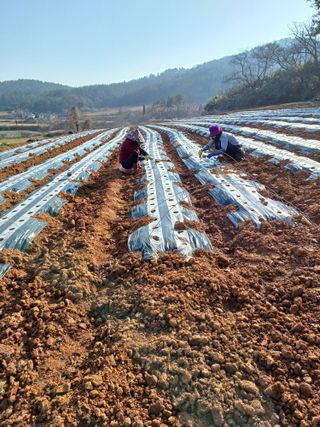 결단이님의 기타작물 · 영농일지 작성글 사진