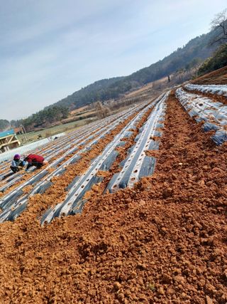 결단이님의 기타작물 · 영농일지 작성글 사진