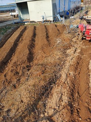 이철우님의 감자 · 영농일지 작성글 사진