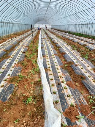 결단이님의 기타작물 · 영농일지 작성글 사진